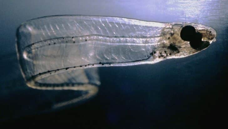 A young, see-through eel with visible internal structures and a prominent eye
