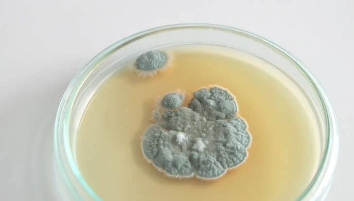 Petri dish with mold indicating the process of discovering penicillin