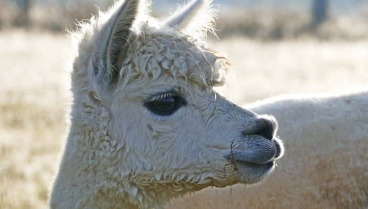 A close-up of a white alpaca facing left with a background of blurred natural scenery
