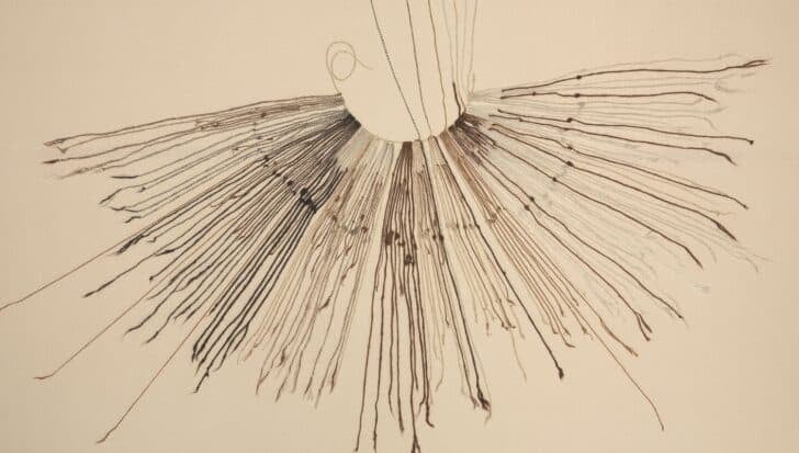 Knotted cords used by ancient Andeans for record keeping, known as quipu, with cords extending outward in various lengths