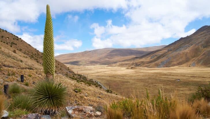 A tall flowering plant in the dry mountainous landscape of Peru, known for taking up to 150 years to bloom