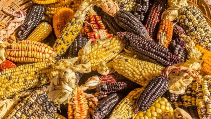 Various colorful corn cobs in a basket, illustrating Peru's diverse corn varieties