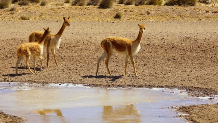 Three vicuñas standing in a dry, open landscape near a water source, highlighting Peru's national animal known for its valuable wool