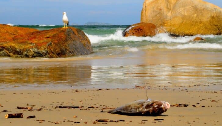 Seashore scene with a fish washed up on the sand and a seagull standing on a rock by the water