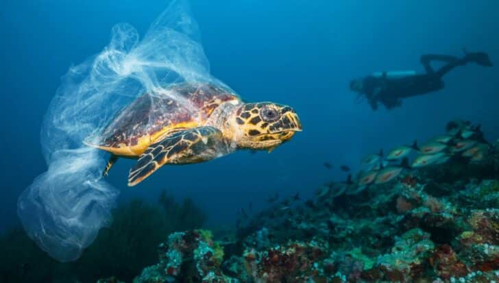 A sea turtle entangled in a plastic bag swimming near a diver in an underwater environment