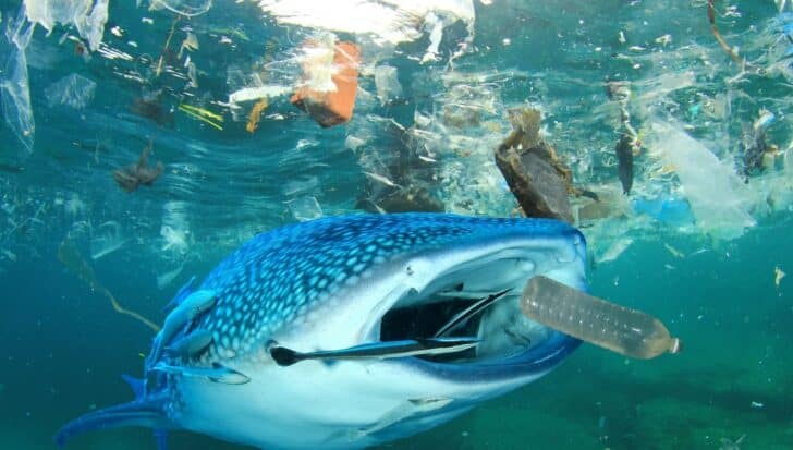 A whale shark swimming in ocean water filled with various plastic debris, including bottles and bags, highlighting plastic pollution in marine environments