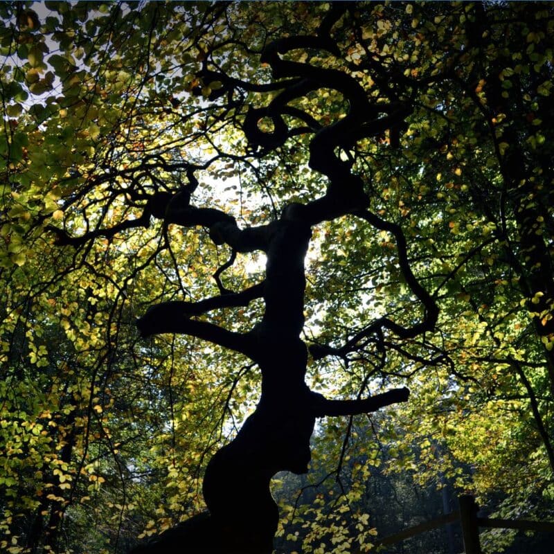 Silhouette of a tree with twisted branches against a backdrop of green and yellow leaves