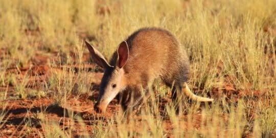 13 Awesome Facts About Aardvarks for Kids
