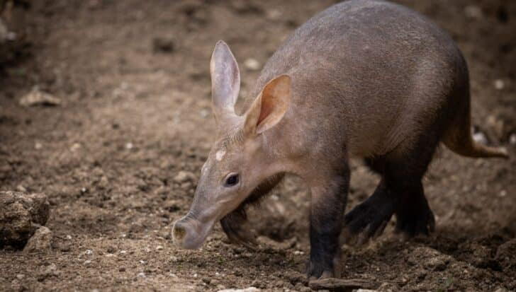 An aardvark walking on a dirt surface