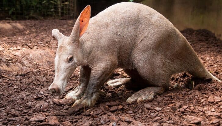 An aardvark on a patch of dirt in a zoo exhibit