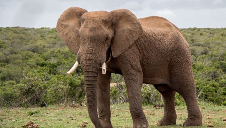 African elephant standing in a grassy landscape, highlighting its connection to aardvarks as part of the same mammal group