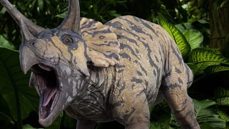 A Triceratops is depicted with its mouth open, set against a background of dense green foliage