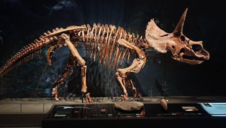 A complete Triceratops skeleton is displayed in a museum setting, highlighting its large frill and three horns, with a backdrop of prehistoric scenery