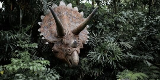 10 Incredible Facts About Triceratops That You Didn’t Know