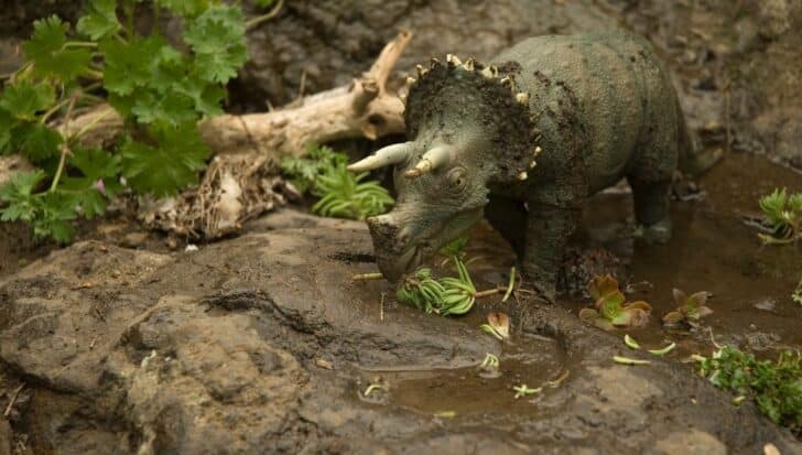 A triceratops model is depicted eating plants in a muddy environment, highlighting its herbivorous nature