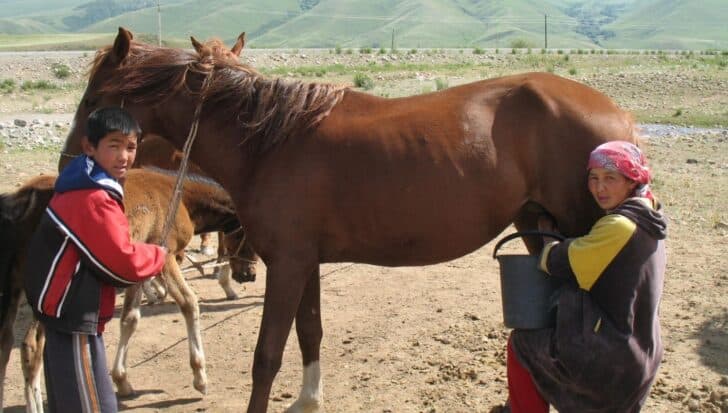 A person milking a mare into a bucket with a young boy standing beside in a rural landscape, related to Kyrgyzstan's traditional drink Kymyz