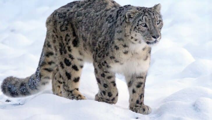 A snow leopard walking on a snow-covered landscape, highlighting Kyrgyzstan's population of these elusive big cats