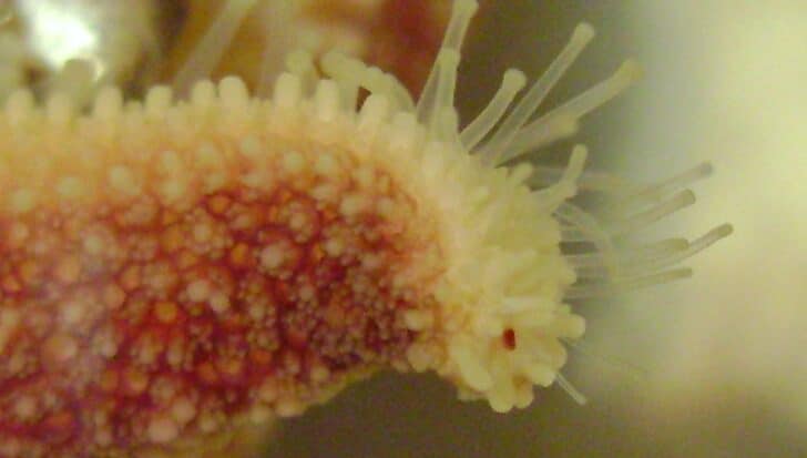 Close-up of a starfish arm showing the tiny eye located at the tip
