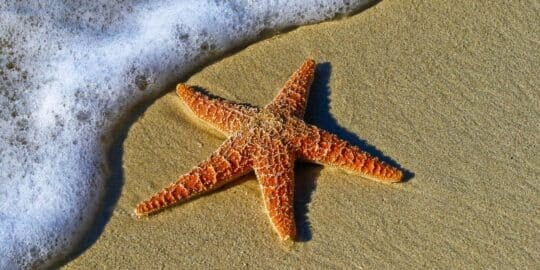 13 Fun Facts About Starfish That You’ve Probably Never Heard