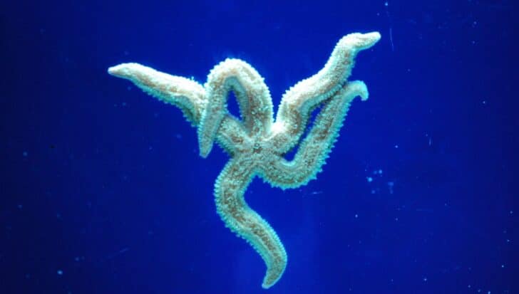 A starfish with glowing arms against a deep blue background
