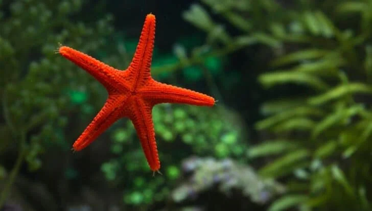 A vibrant red starfish with five arms is prominently displayed against a blurred aquatic background with green plants