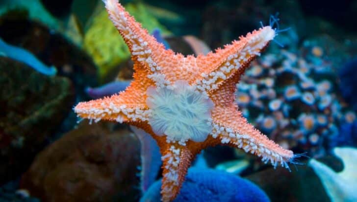 Close-up of a starfish underwater, displaying its ability to regrow limbs