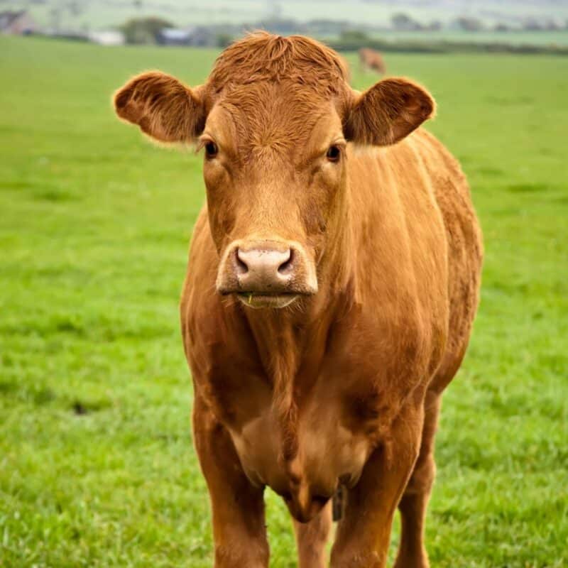 A brown cow standing in a green grassy field
