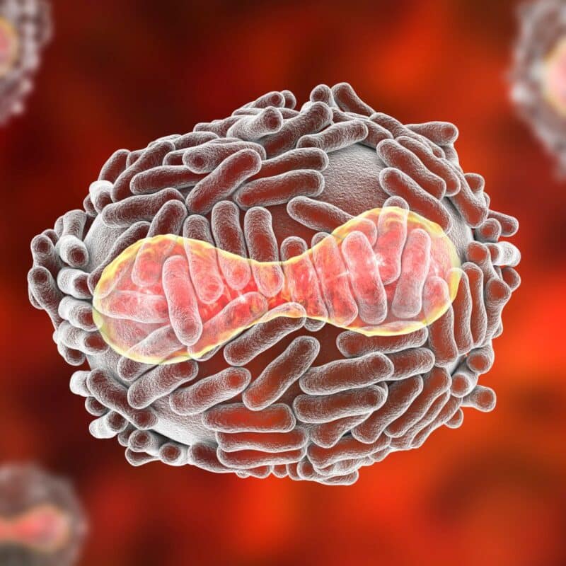 Microscopic view of the smallpox virus