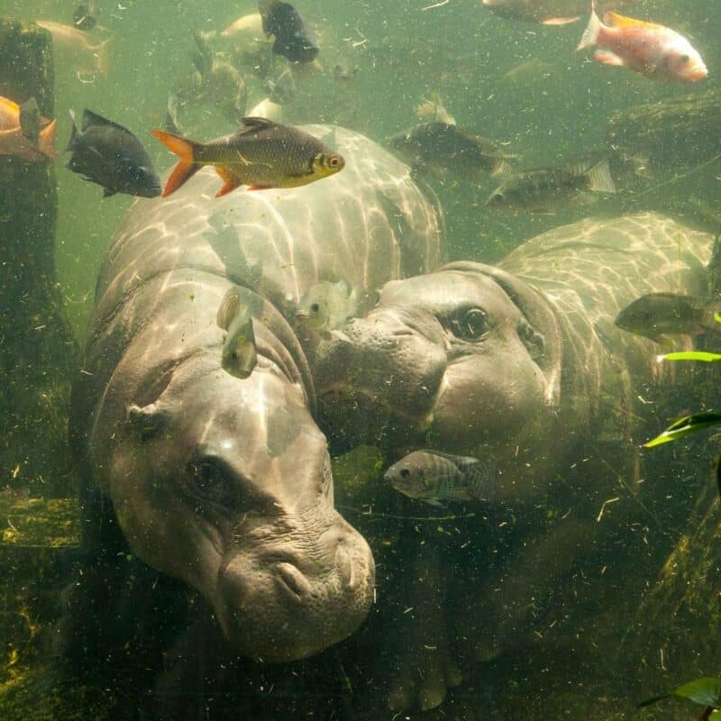 Underwater view of two hippopotamuses surrounded by various fish