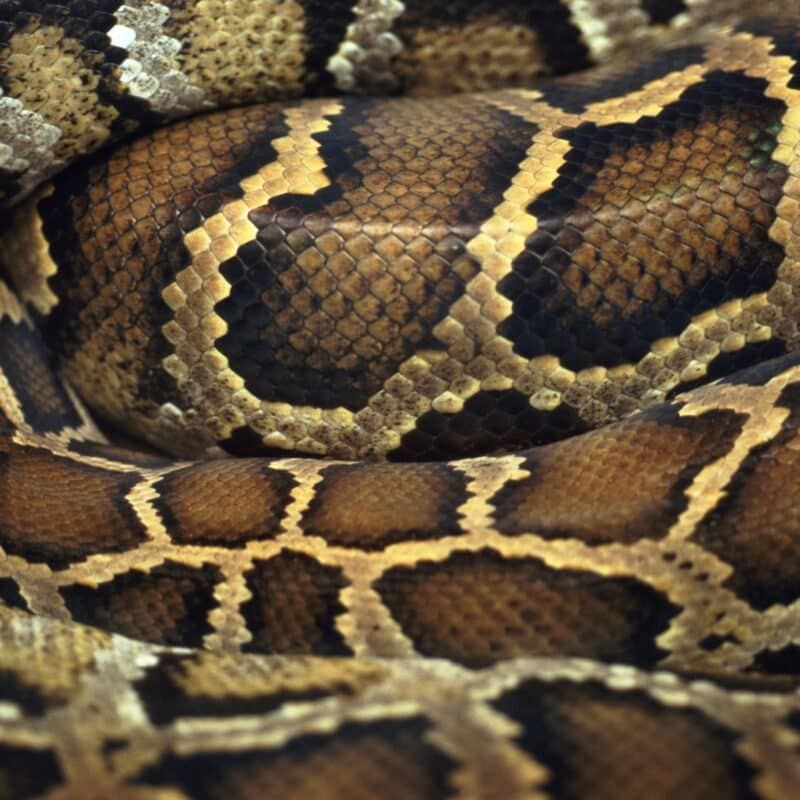 Close-up image of a snake's textured and patterned scales