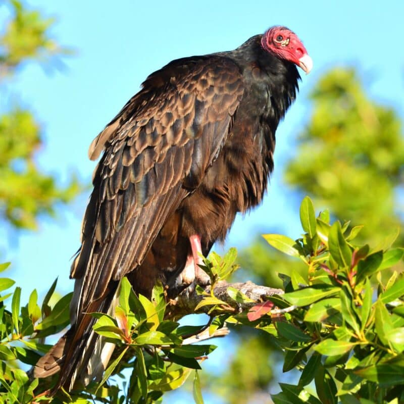 A turkey vulture perched on a branch surrounded by green leaves