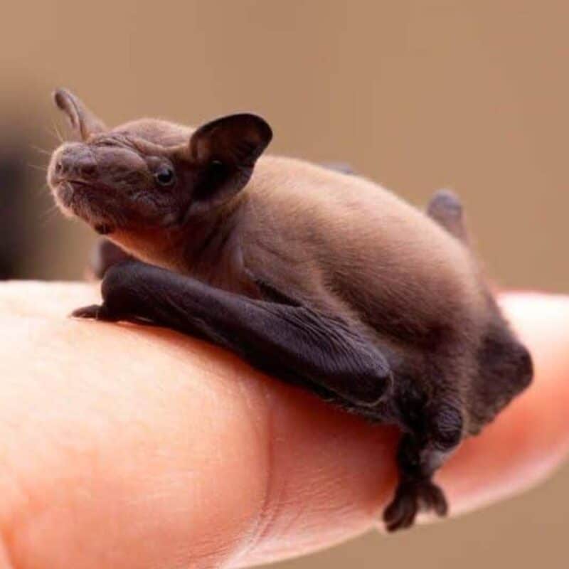 Bumblebee Bat perched on a person's fingertip