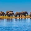 A herd of elephants walking along a riverbank under a clear blue sky