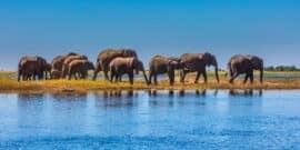 A herd of elephants walking along a riverbank under a clear blue sky