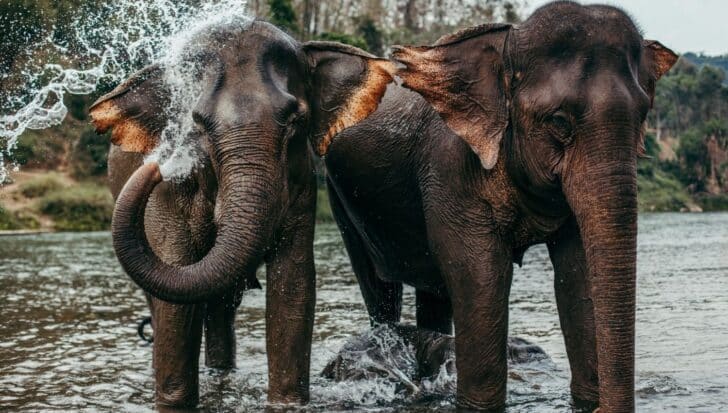 Two elephants standing in a river with one splashing water from its trunk