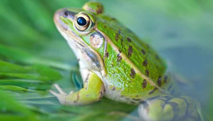 Close-up of a green frog with spotted skin, highlighting its ability to drink and breathe through its skin