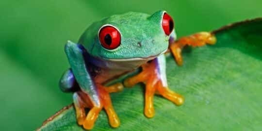 15 Fabulous Facts About Frogs That You Should Know