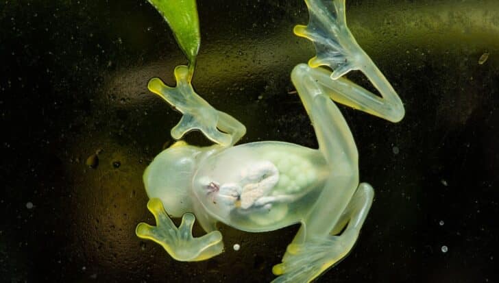 Glass frog with transparent skin showing internal organs