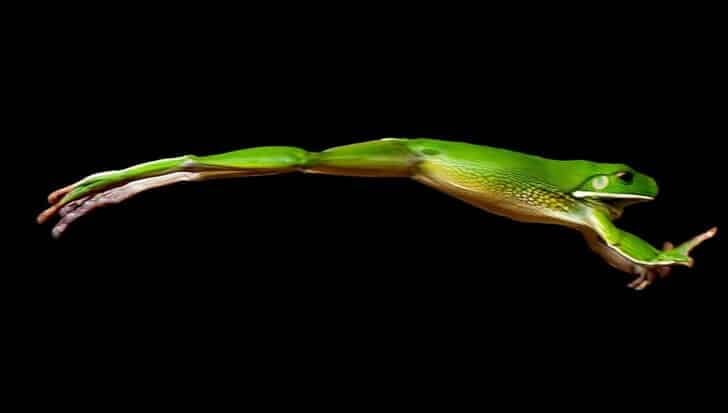 A green frog leaping through the air against a black background