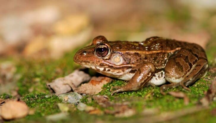A brown frog blends into its natural surroundings on a mossy ground, showcasing its camouflage abilities to fool predators
