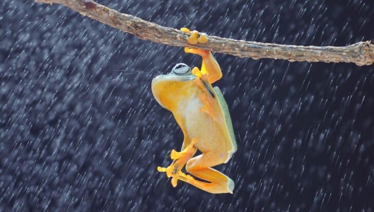 A frog climbs a branch in the rain, showcasing its sticky toe pads