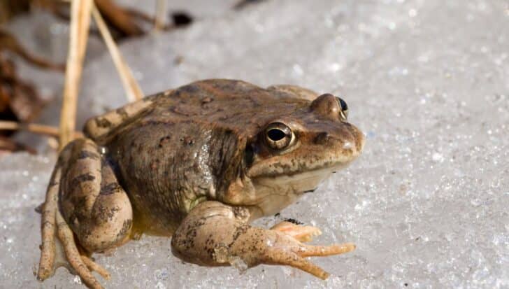 Wood frog resting on icy ground demonstrating its ability to survive freezing temperatures