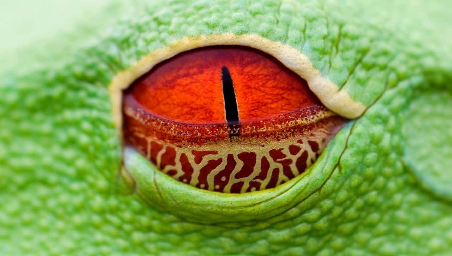 Close-up of a frog's eye showing the nictitating membrane, resembling goggles