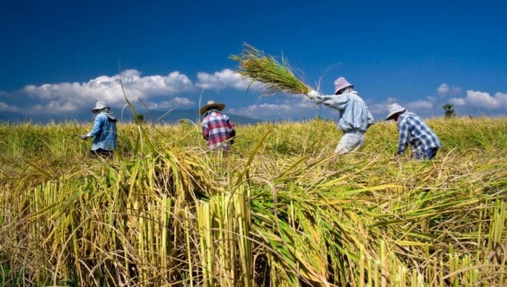 Four farmers harvesting rice in a field under a clear blue sky