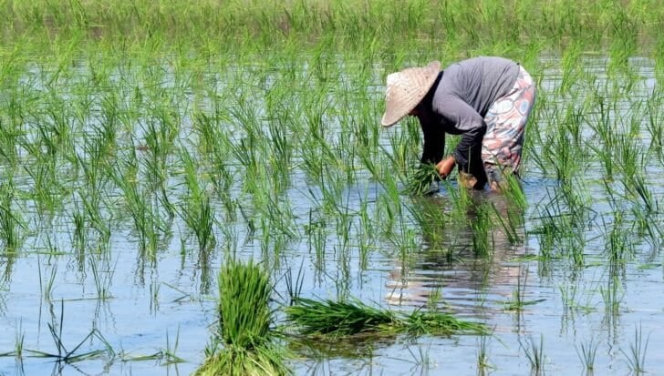 Person wearing a straw hat tending to rice plants in a flooded field