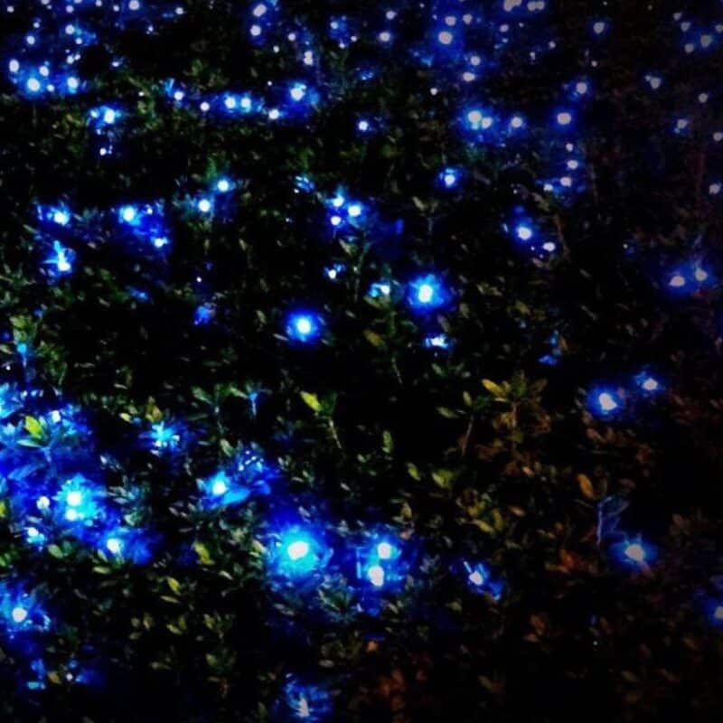 A dark forest with bright blue glows from blue ghost fireflies