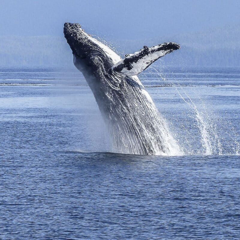 A large whale leaping out of the ocean, creating a splash