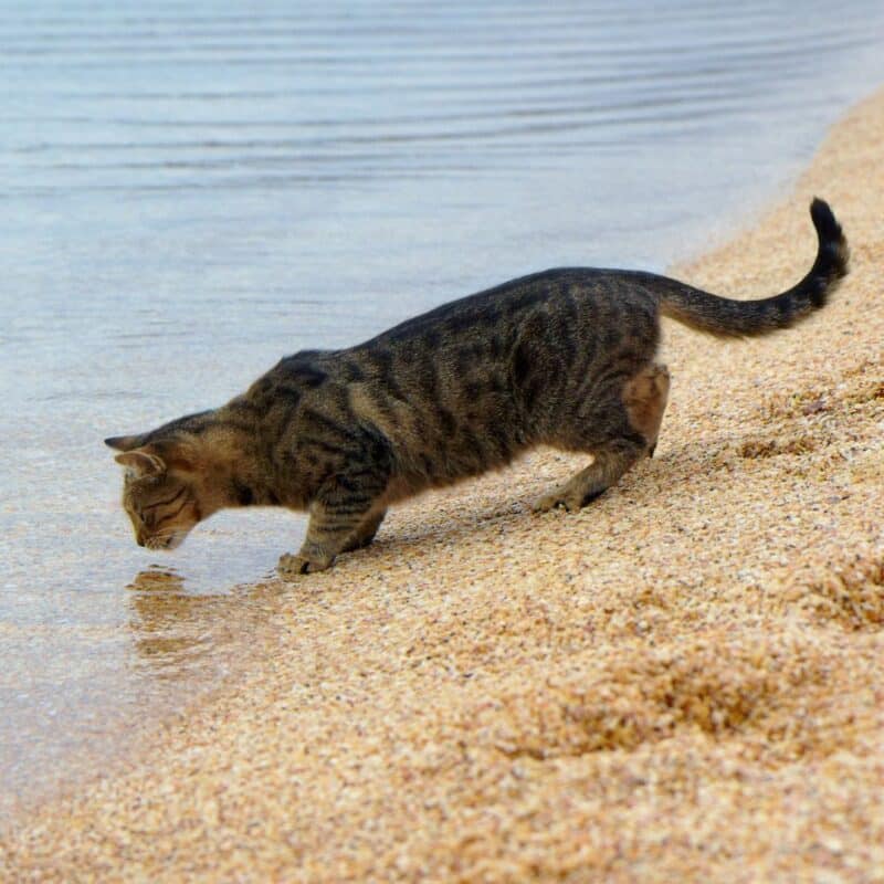 A tabby cat drinking water at the edge of a sandy beach