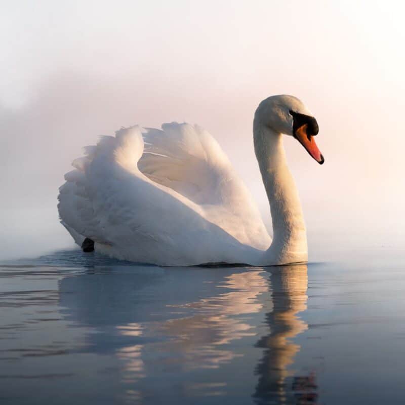 A graceful swan gliding across calm water, reflecting the early morning light