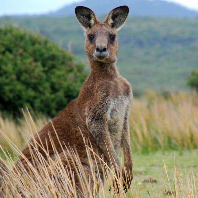 Red kangaroo standing upright in a grassy field with a backdrop of green bushes